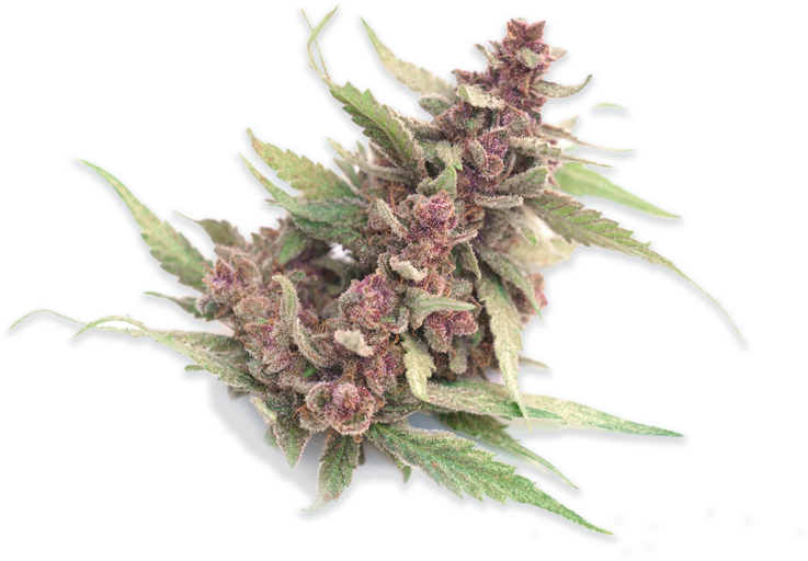 Endo Laredo Cannabis